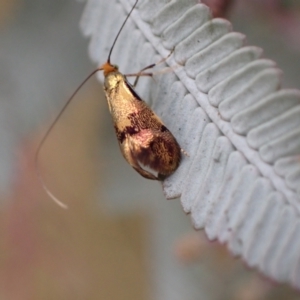 Nemophora (genus) at Murrumbateman, NSW - 2 Apr 2022