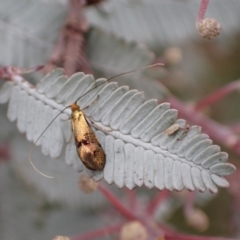 Nemophora (genus) at Murrumbateman, NSW - 2 Apr 2022 11:58 AM