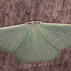 Prasinocyma sp. (1) (MoV, Part 4)(genus) (An Emerald moth (Geometrinae)) at Melba, ACT - 20 Feb 2022 by kasiaaus
