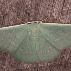 Prasinocyma undescribed species MoV1 (An Emerald moth) at Melba, ACT - 19 Feb 2022 by kasiaaus
