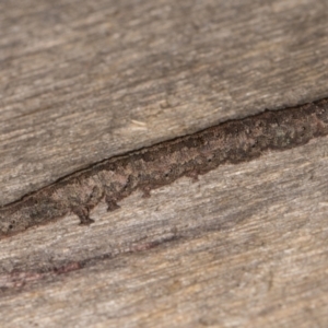 Erebidae (family) at Melba, ACT - 20 Feb 2022 12:29 AM