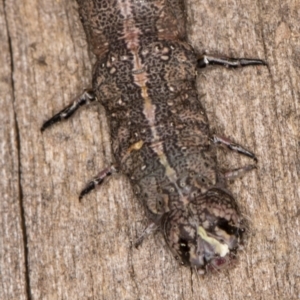 Erebidae (family) at Melba, ACT - 20 Feb 2022 12:29 AM