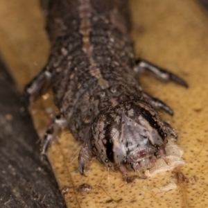 Erebidae (family) at Melba, ACT - 20 Feb 2022 12:29 AM