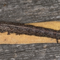 Erebidae (family) at Melba, ACT - 20 Feb 2022 12:29 AM