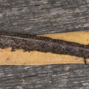 Erebidae (family) at Melba, ACT - 20 Feb 2022 12:29 AM