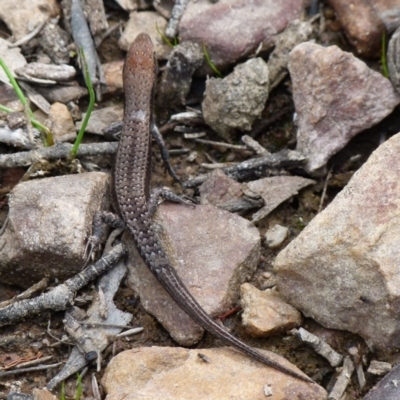 Lampropholis guichenoti (Common Garden Skink) at Boro - 1 Apr 2020 by Paul4K