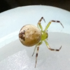 Australomisidia pilula (Lozenge-shaped Flower Spider) at QPRC LGA - 5 Apr 2022 by Paul4K