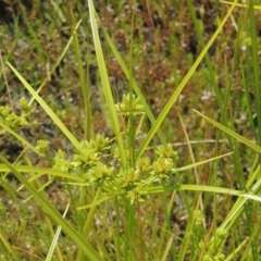 Cyperus eragrostis (Umbrella Sedge) at Chakola, NSW - 25 Dec 2021 by michaelb