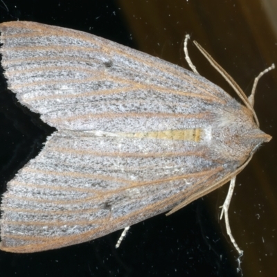 Paralaea porphyrinaria (Chestnut Vein Crest Moth) at Ainslie, ACT - 2 Apr 2022 by jb2602