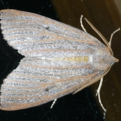 Paralaea porphyrinaria (Chestnut Vein Crest Moth) at Ainslie, ACT - 2 Apr 2022 by jb2602