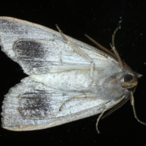 Paralaea porphyrinaria at Ainslie, ACT - 2 Apr 2022