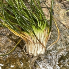 Isoetes muelleri (Quillwort) at Uriarra Village, ACT - 6 Apr 2022 by JaneR