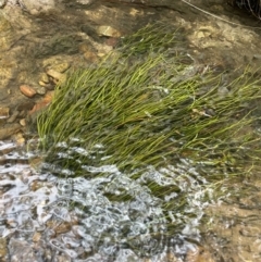 Isoetes muelleri at Uriarra Village, ACT - 6 Apr 2022 12:50 PM