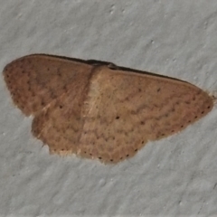 Scopula optivata (Varied Wave) at Wanniassa, ACT - 6 Apr 2022 by JohnBundock