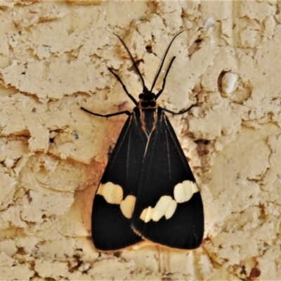 Nyctemera amicus (Senecio Moth, Magpie Moth, Cineraria Moth) at Wanniassa, ACT - 7 Apr 2022 by JohnBundock