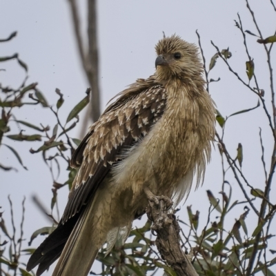 Haliastur sphenurus (Whistling Kite) at Fyshwick, ACT - 6 Apr 2022 by trevsci