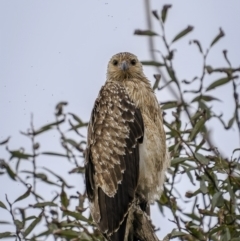 Haliastur sphenurus at Fyshwick, ACT - 6 Apr 2022