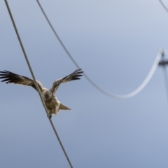 Haliastur sphenurus at Fyshwick, ACT - 6 Apr 2022