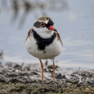 Charadrius melanops at Fyshwick, ACT - 6 Apr 2022