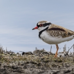 Charadrius melanops at Fyshwick, ACT - 6 Apr 2022