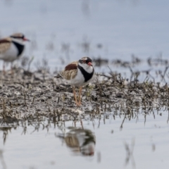 Charadrius melanops at Fyshwick, ACT - 6 Apr 2022