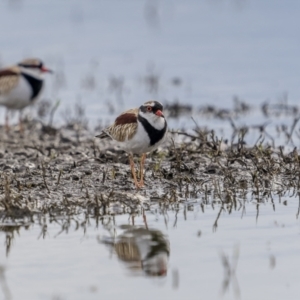 Charadrius melanops at Fyshwick, ACT - 6 Apr 2022