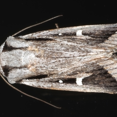 Proteuxoa chrysospila (Blunt Noctuid) at Ainslie, ACT - 25 May 2020 by jb2602