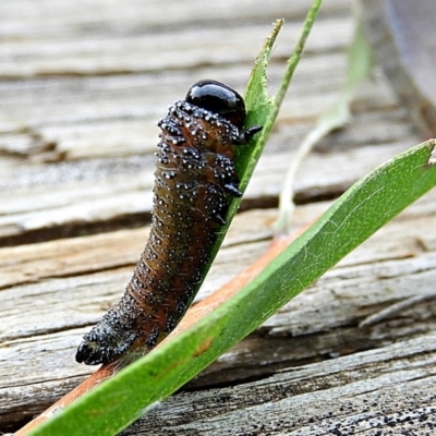 Pterygophorinae (subfamily) (Sawfly) at Crooked Corner, NSW - 6 Apr 2022 by Milly