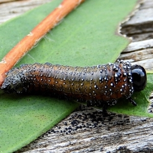 Pterygophorinae (subfamily) at Crooked Corner, NSW - 6 Apr 2022