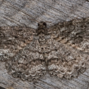 Ectropis fractaria at Melba, ACT - 20 Feb 2022 12:19 AM