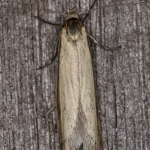 Philobota pilipes at Melba, ACT - 20 Feb 2022 12:21 AM