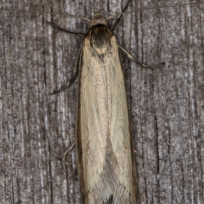 Philobota pilipes (A concealer moth) at Melba, ACT - 20 Feb 2022 by kasiaaus