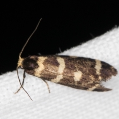 Lepidoscia confluens (A Case moth) at Melba, ACT - 19 Feb 2022 by kasiaaus