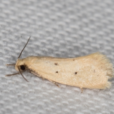 Oecophoridae provisional species 11 at Melba, ACT - 19 Feb 2022 by kasiaaus