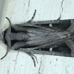 Proteuxoa undescribed nr paragypsa (A Noctuid moth) at Ainslie, ACT - 1 Apr 2022 by jb2602