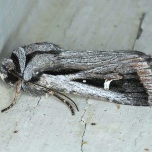 Proteuxoa undescribed species near paragypsa at Ainslie, ACT - 1 Apr 2022