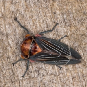 Eurymeloides lineata at Melba, ACT - 20 Feb 2022