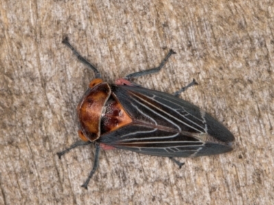 Eurymeloides lineata (Lined gumtree hopper) at Melba, ACT - 20 Feb 2022 by kasiaaus