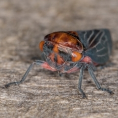 Eurymeloides lineata at Melba, ACT - 20 Feb 2022 09:31 PM