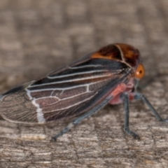 Eurymeloides lineata at Melba, ACT - 20 Feb 2022