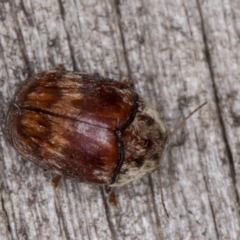 Elaphodes pilula (Leaf beetle) at Melba, ACT - 20 Feb 2022 by kasiaaus