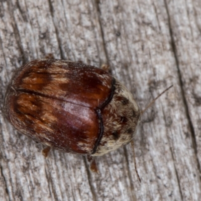 Elaphodes pilula (Leaf beetle) at Melba, ACT - 20 Feb 2022 by kasiaaus