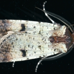 Agrotis porphyricollis (Variable Cutworm) at Ainslie, ACT - 31 Mar 2022 by jb2602