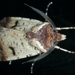 Agrotis porphyricollis at Ainslie, ACT - 31 Mar 2022