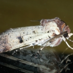 Agrotis porphyricollis at Ainslie, ACT - 31 Mar 2022