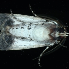 Agrotis porphyricollis at Ainslie, ACT - 31 Mar 2022