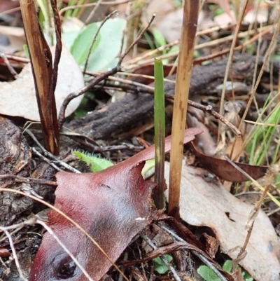 Calochilus platychilus (Purple Beard Orchid) at Cook, ACT - 2 Apr 2022 by CathB