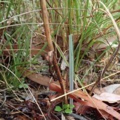 Calochilus platychilus at Cook, ACT - suppressed