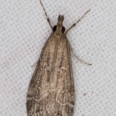 Eudonia cleodoralis (A Crambid moth) at Melba, ACT - 20 Feb 2022 by kasiaaus