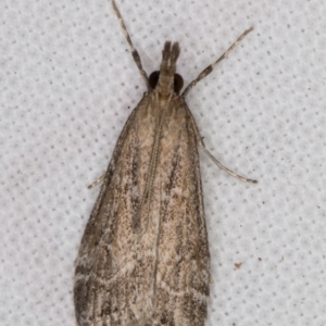 Eudonia cleodoralis at Melba, ACT - 20 Feb 2022 09:36 PM